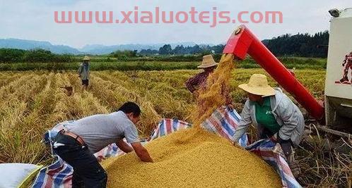 2022年粮食大涨
