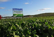 中化股份