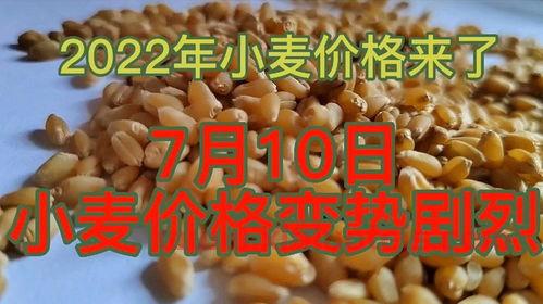 2022年小麦价格